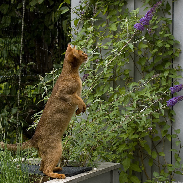 Коты прямоходящие Коты прямоходящие