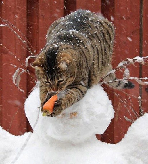 Коты, которых застали врасплох. И вовсе они не воруют, они охотятся! Коты, которых застали врасплох. И вовсе они не воруют, они охотятся!