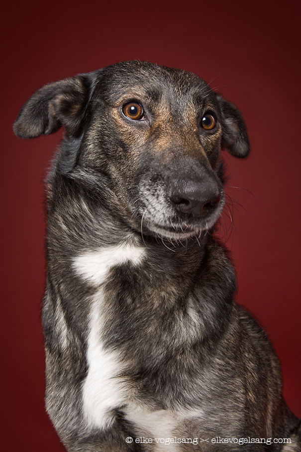 Эти выразительные собачьи морды Эти выразительные собачьи морды