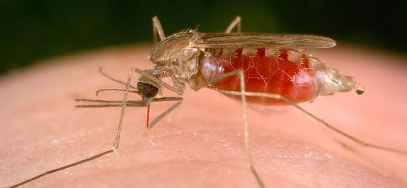  Малярия, лечащая сифилис. история, лекарство, лечение, пациент, способ