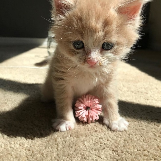 Котенок и цветок Котенок сидит
