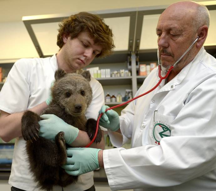В Польше спасают найденного маленького медвежонка