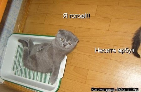 котомашечки от Лисицы))