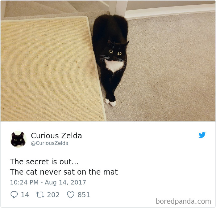 Curious-Zelda-Cat-Tweets