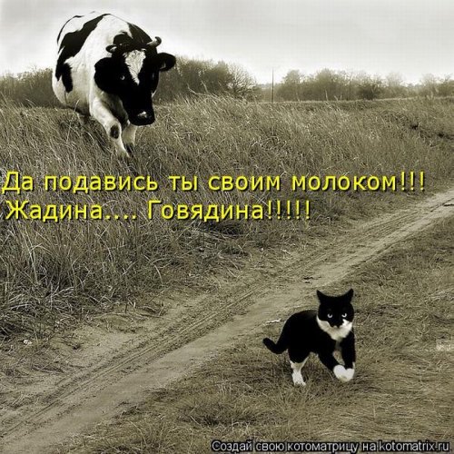 Веселая котоматрица свежак!