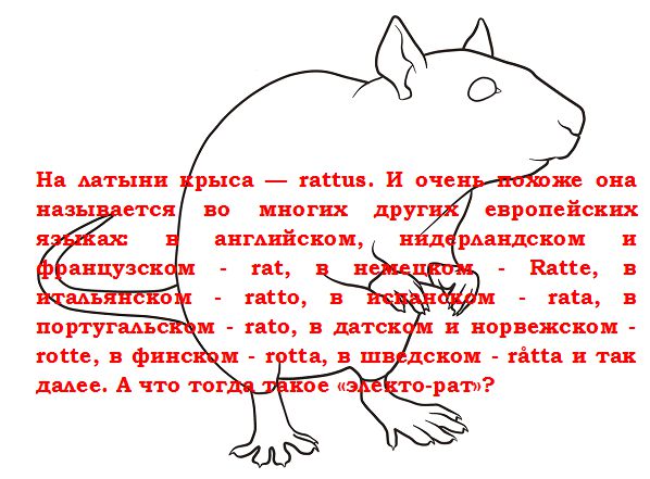 ОТ "ЭЛЕКТОРАТА" К ОБЩИНЕ ОТ "ЭЛЕКТОРАТА" К ОБЩИНЕ