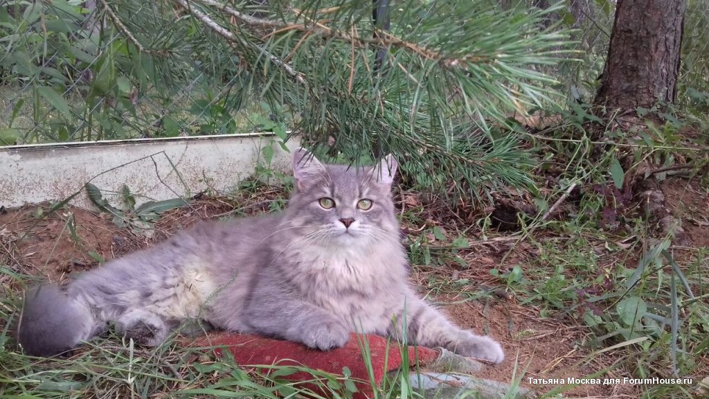 Выйдя из подъезда, я увидела лежащую на асфальте кошку...