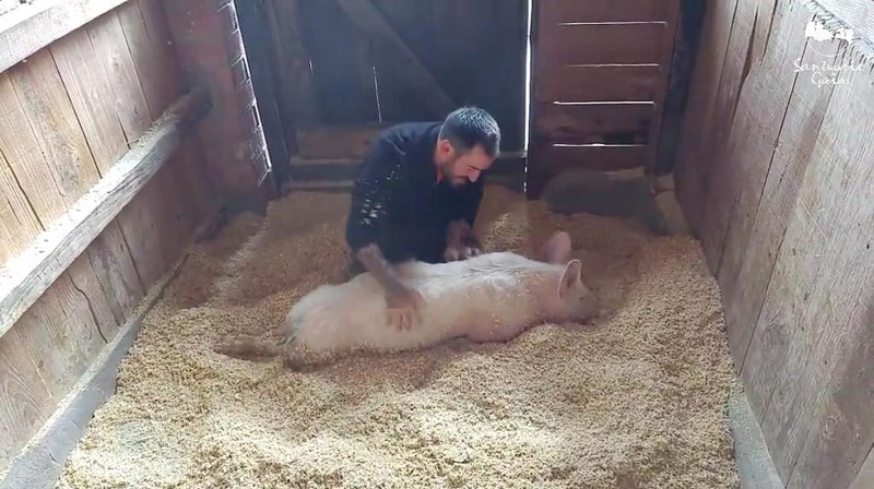 Патриция так любит свежую постель, потому что свиньи очень чистоплотные животные животные, милота, свиньи