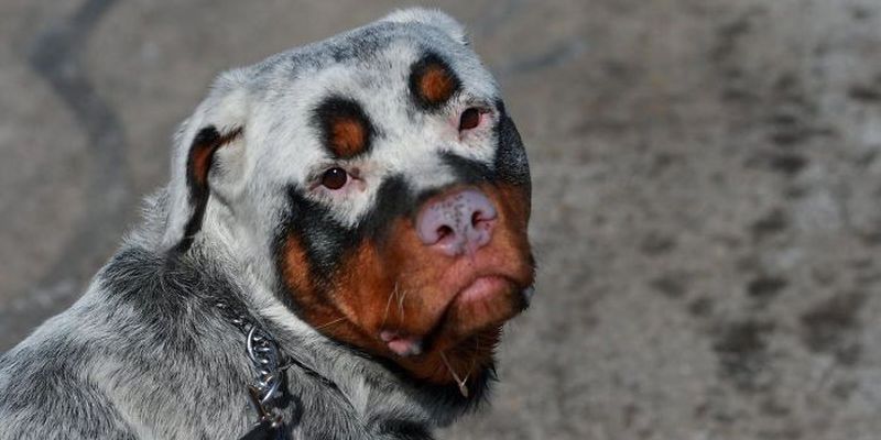 30 животных, которых природа разрисовала с юморком 30 животных, которых природа разрисовала с юморком