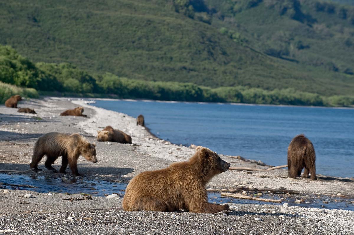 Медведи Камчатки  камчатка, лосось, медведи, нерест, природа России