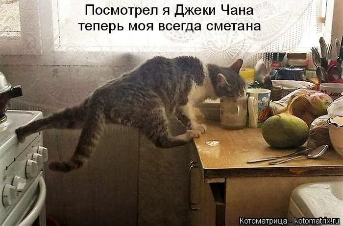 Лучшие котоматрицы недели