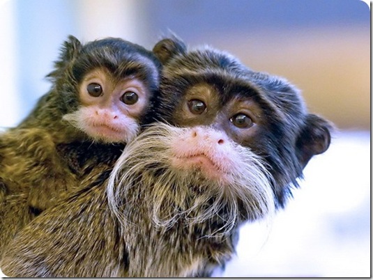 emperortamarin12