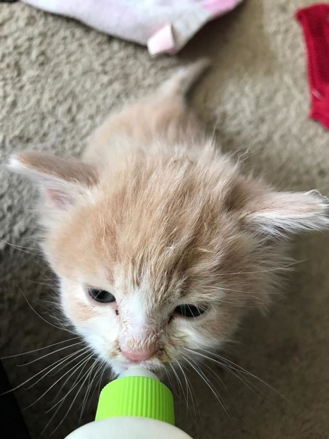 Котенок ест Котенка кормят