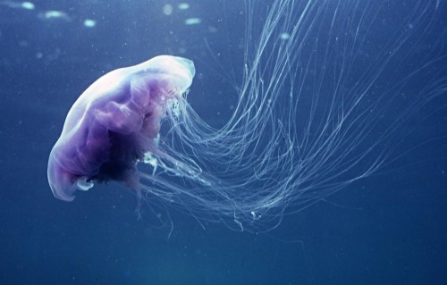 Гигантская арктическая медуза (лат. Ceanea arctica) (англ. Giant  Jellyfish)