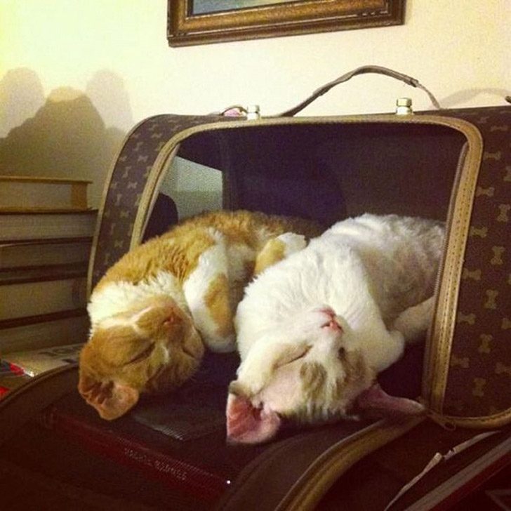 Синхронные коты Синхронные коты