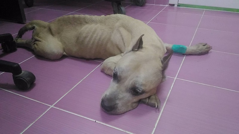 Стаффорд 2 Фаллоимитатор