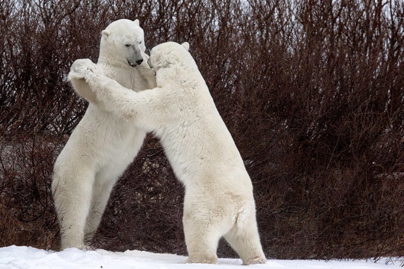 9. "Венский вальс" (фото: Лука Вентури, Канада) Comedy Wildlife Photography Awards, животные, конкурс, природа, смех, фотография, юмор