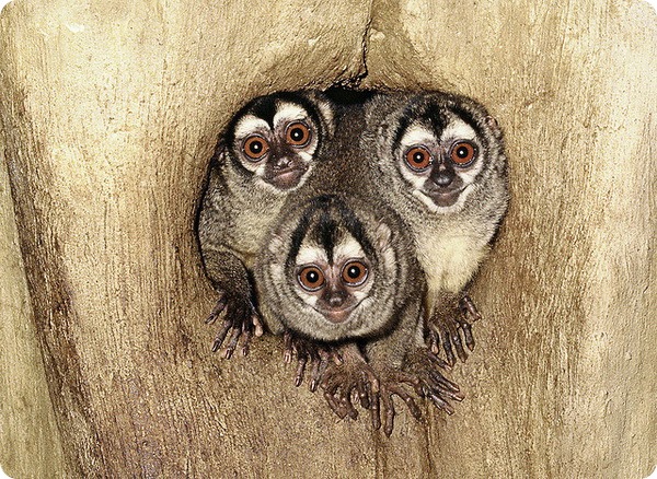 Мирикина или трехполосый дурукуль (лат. Aotus trivirgatus) Мирикина или трехполосый дурукуль (лат. Aotus trivirgatus)