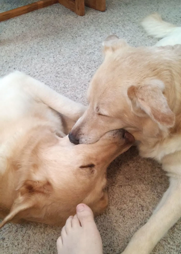 My Dogs Fell Asleep Playing With A Tennis Ball