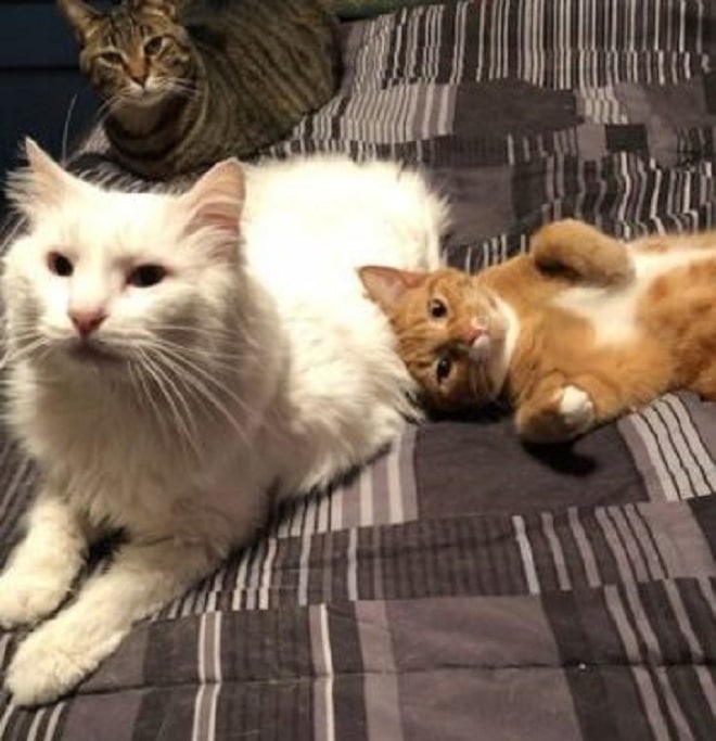 Коты лежат Коты на диване