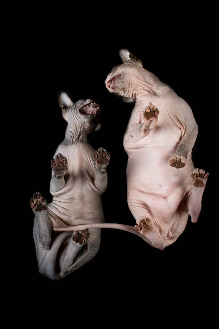 10+ Photos Of Hairless Cats That Will Remind You Of Aliens