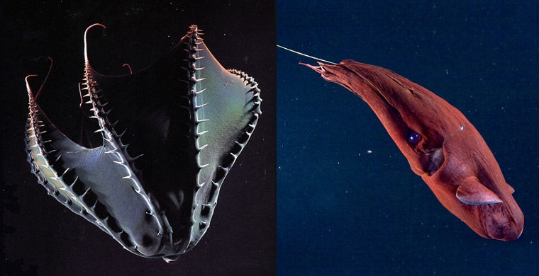 Магия живого света биолюминесценция, животные, насекомые, свет, свечение