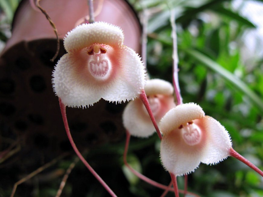 Monkey Face Orchid (Dracula Simia)