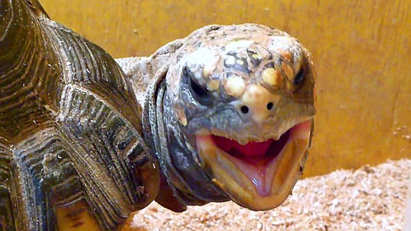 Черепахи могут дышать через попу. Редкая черепаха - элсея белогорлая способна дышать попой. Пятая точка этого потомка динозавров способна абсорбировать кислород и на суше, и в воде бесполезные, жизнь, интересно, прсото обо всем, факты