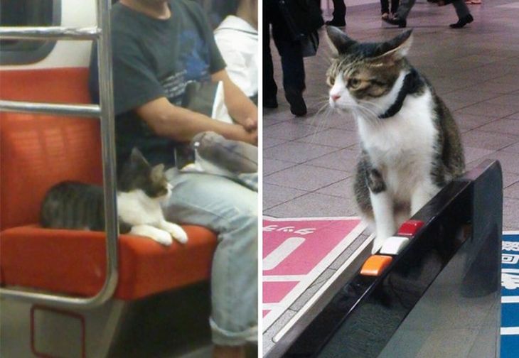 Кошка из Токио умеет самостоятельно ездить в метро Кошка из Токио умеет самостоятельно ездить в метро