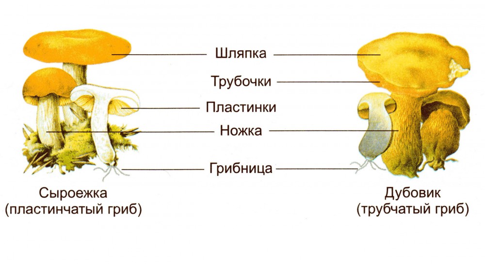 Зачем грибу шляпка?