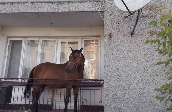 ФОТО-ПОДБОРКА СО  СТРАНИЦ ИНТЕРНЕТА