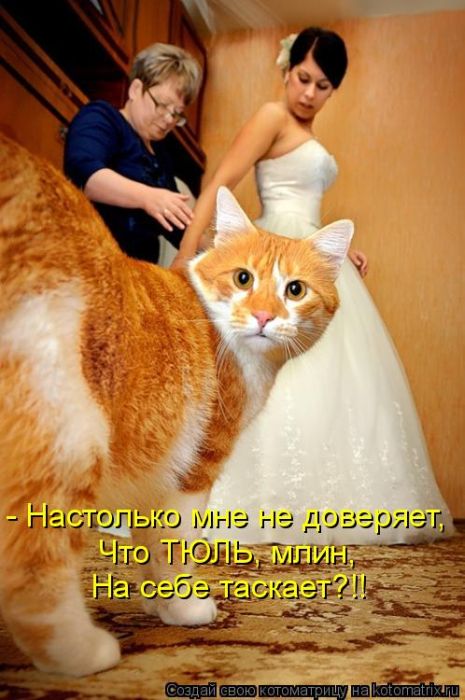 Лучшие котоматрицы недели (50 фото)