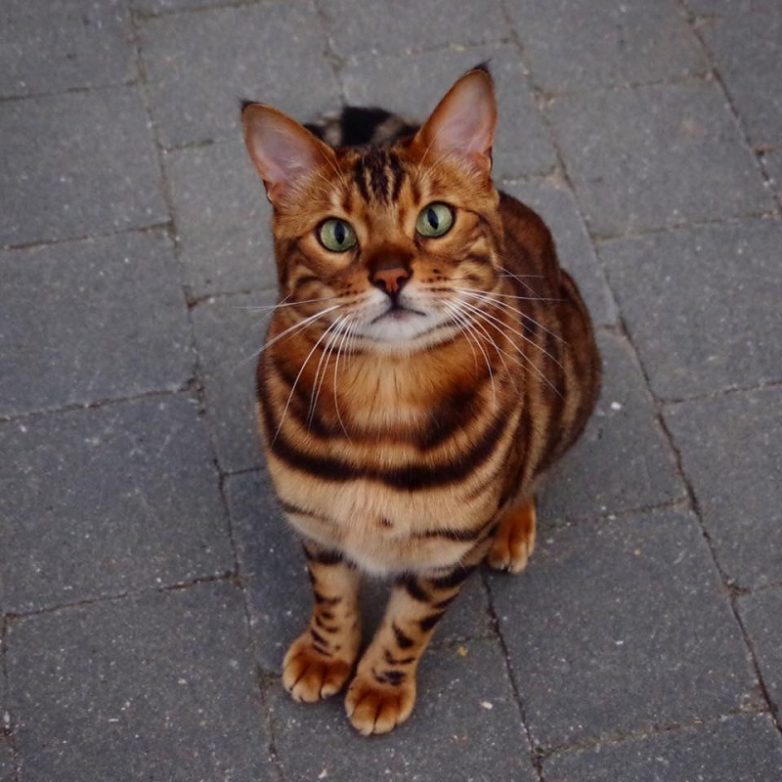 Кот, который стоит больше, чем твой iPhone
