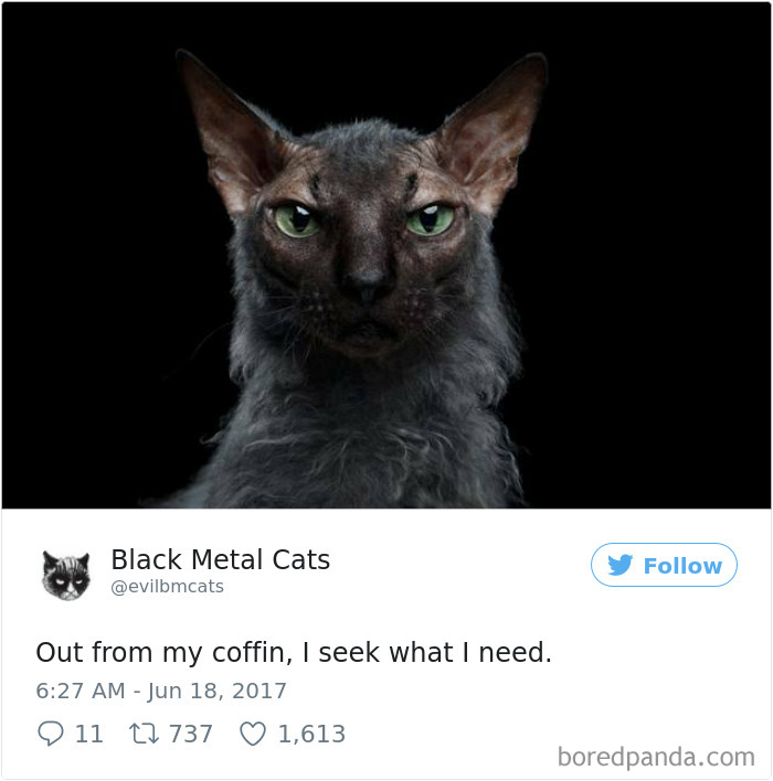 Black-metal-cats-lyrics-tweets