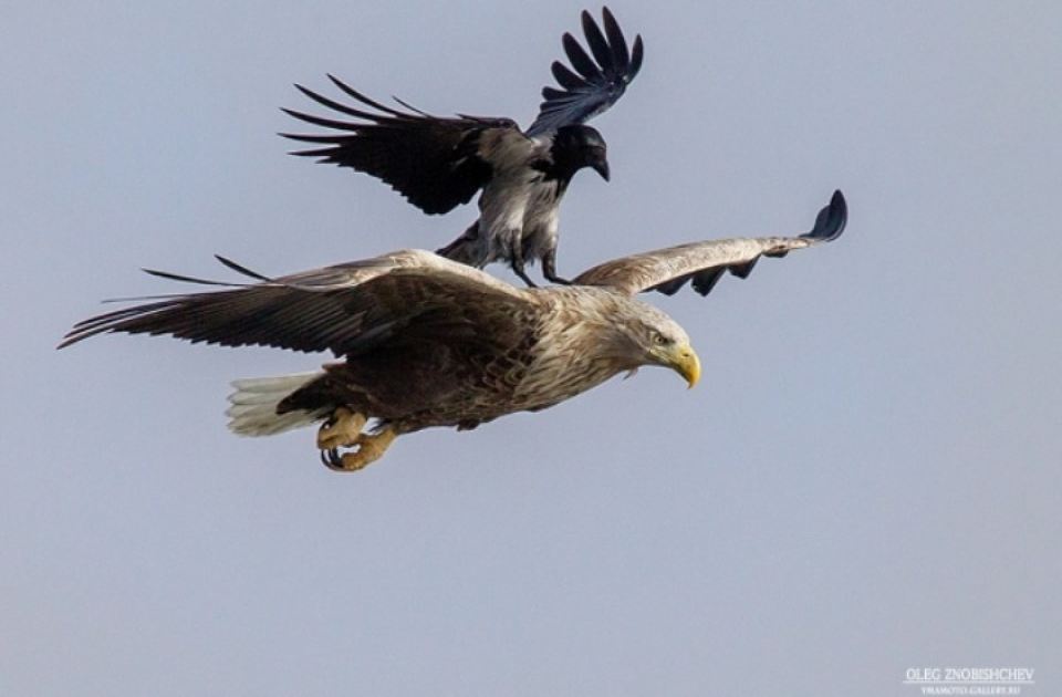 original.jpg#20145396897