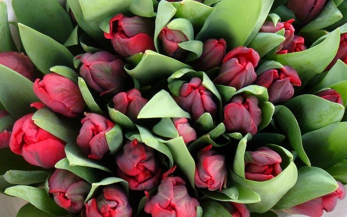 tulips-11_reisgekki_ncnd_1_display (700x438, 187Kb)