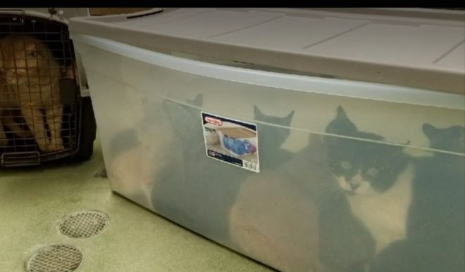 Кошки в большом контейнере Контейнер с котами