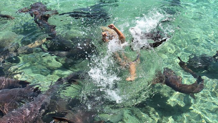 Попытка сделать фотографию с акулами пошла не по плану (5 фото) Попытка сделать фотографию с акулами пошла не по плану (5 фото)