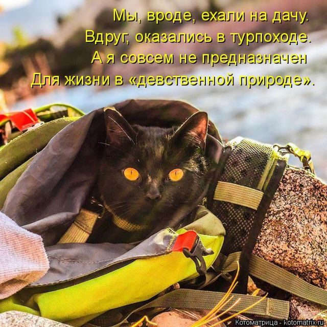 Самые свежие котоматрицы )) Самые свежие котоматрицы ))