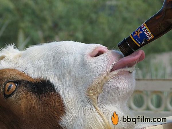 4 ��������, ������� ��������������� �� ���� ����� � ��������! (4 ����)