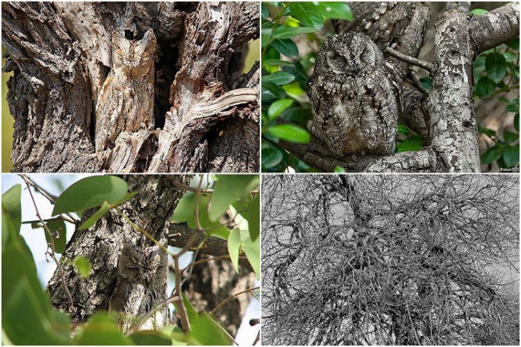 ����������� ������ ��� ���������� �������������