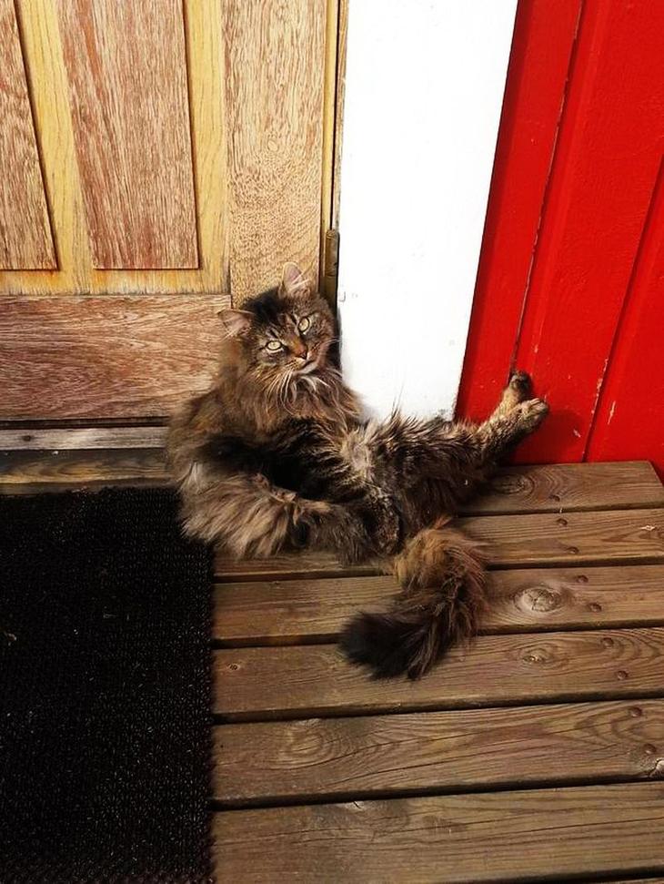 Без кота и жизнь не та