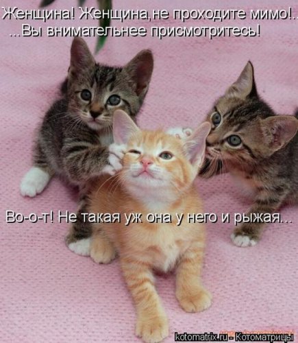 Лучшие котоматрицы недели, 25 фото