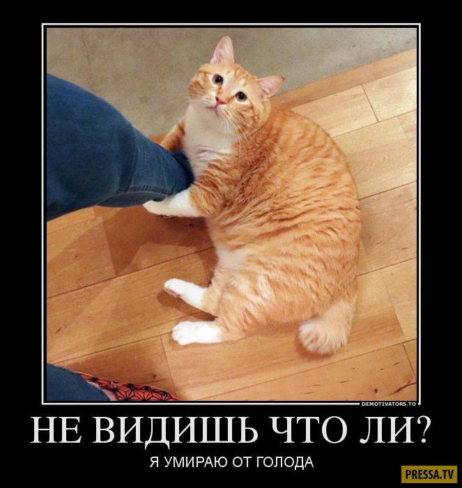 Свежие смешные демотиваторы (42 фото) Свежие смешные демотиваторы (42 фото)