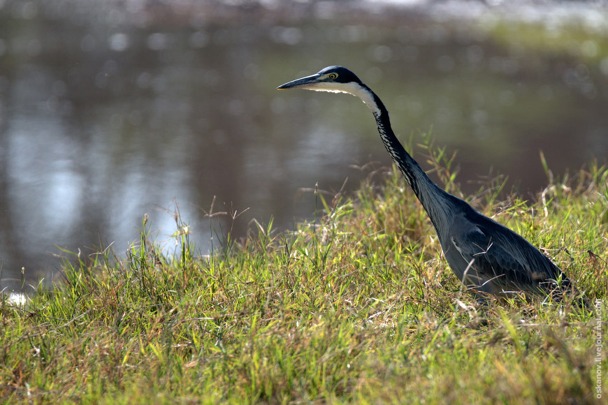 Чёрношейная цапля (Ardea melanocephala)