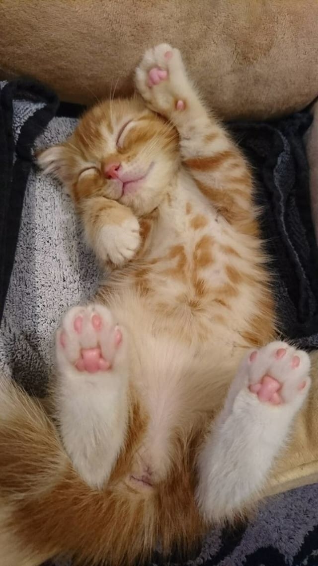 Без кота и жизнь не та