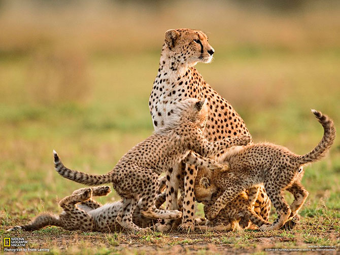 National Geographic:   