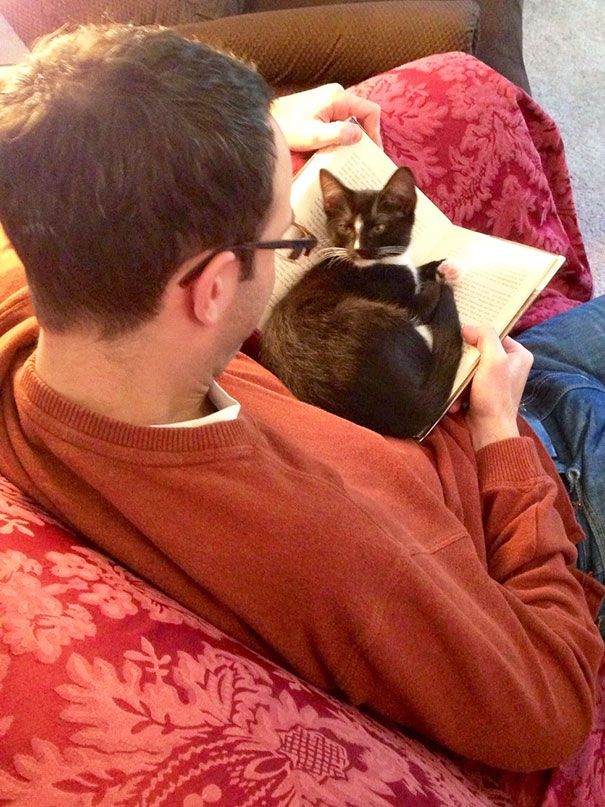 Кошки против книг: 25 кошек, которые хотят, чтобы вы прекратили читать Кошки против книг, кошки которые мешают читать