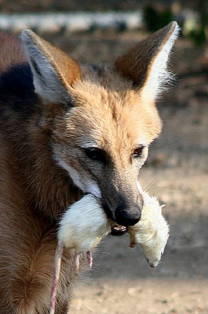 Гривастый или гривистый волк (лат. Chrysocyon brachyurus) (англ. Maned wolf)