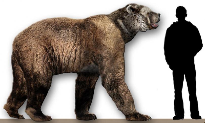 Сравнение размеров короткомордого медведя и человека